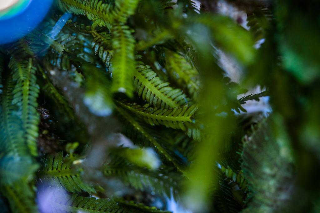 Feather Algae / Caulerpa sertularioides 6