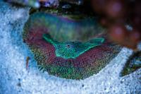 Lobophyllia Brain Coral Thumbnail