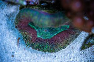 Lobophyllia Brain Coral Thumbnail