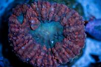 Lobophyllia Brain Coral Thumbnail