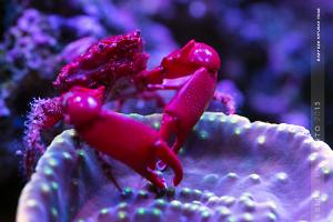 Ruby Red Mithrax on Cup Coral