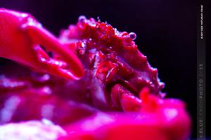 Ruby Red Mithrax Close Up