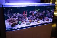 Essential Focus Reef Tank on May 7, 2017