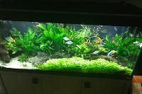 My Aquarium on May 8, 2017