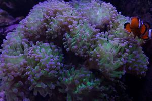 Chappers reef Thumbnail