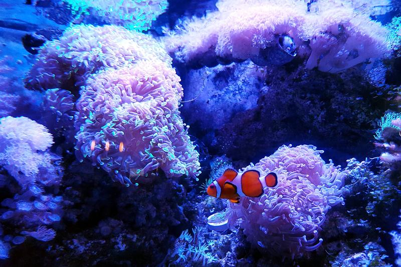 54G Bow Reef Thumbnail