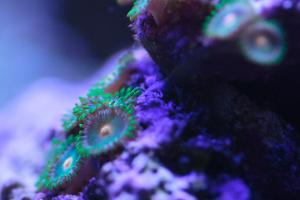 Green Bay Packer Zoanthid Thumbnail