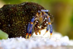 Blue Legged Hermit Crab Thumbnail