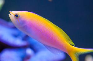 Bartlett's Anthias Thumbnail