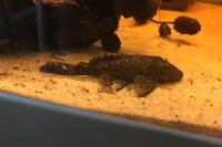 Bristlenose Catfish Thumbnail