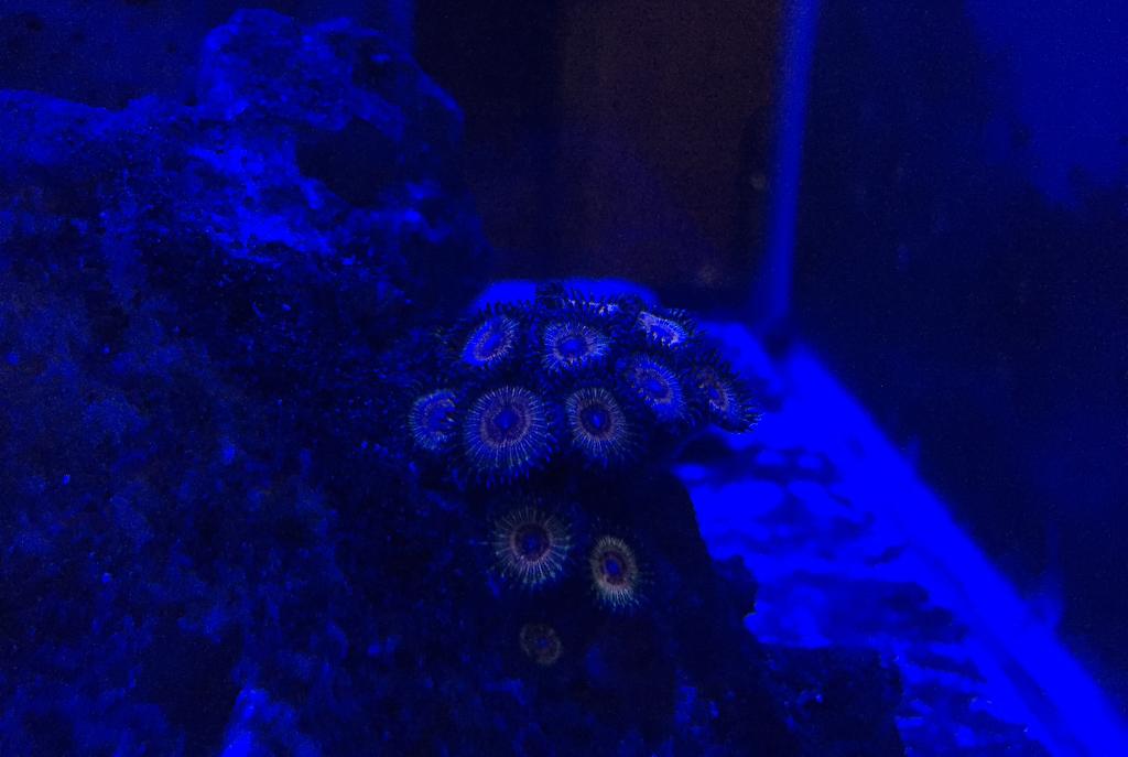 Zoanthid (Pink Hawaiian)