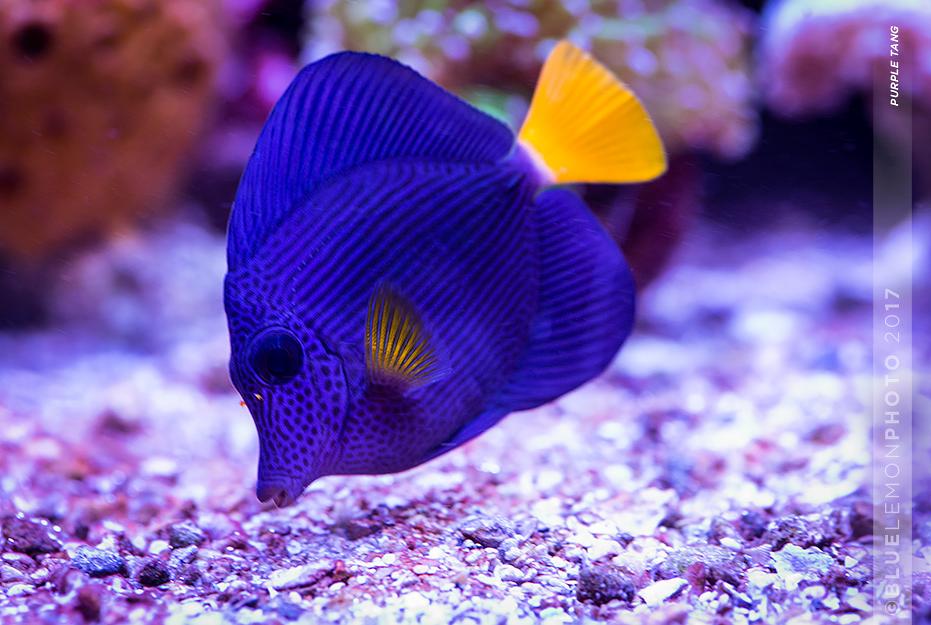 Purple Tang