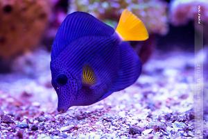 Purple Tang Thumbnail