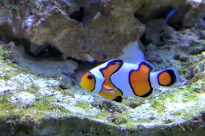 DaVinci Clownfish Thumbnail