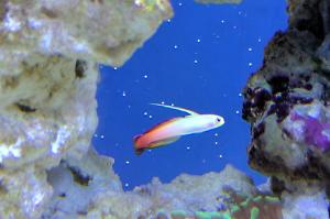 Firefish Goby