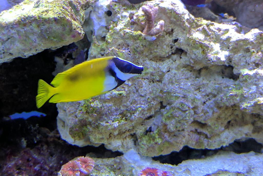 Foxface rabbitfish