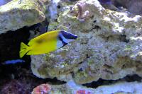 Foxface rabbitfish Thumbnail