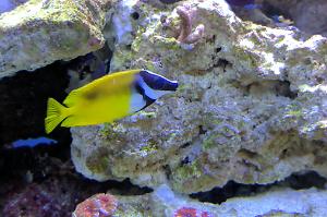 Foxface rabbitfish