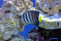 Sailfin Tang Thumbnail