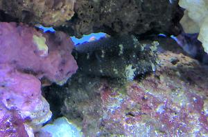 Starry Blenny