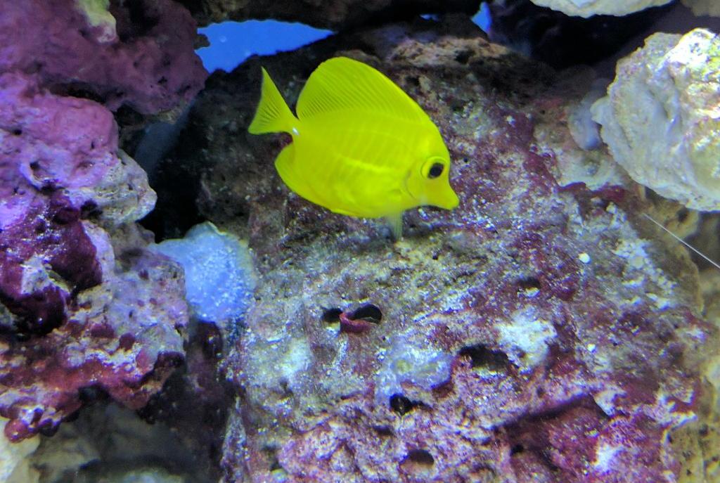 Yellow Tang