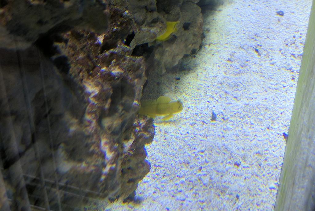 Yellow Watchman Goby