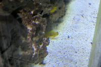 Yellow Watchman Goby Thumbnail