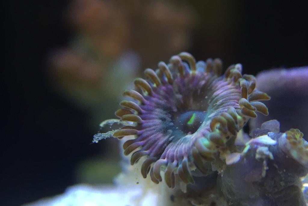 Zoanthid (Hawaiian Sticky Punch People Eaters)