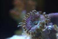 Zoanthid (Hawaiian Sticky Punch People Eaters)