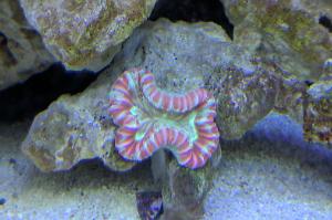 Red and Green Trachyphyllia Brain Coral Thumbnail