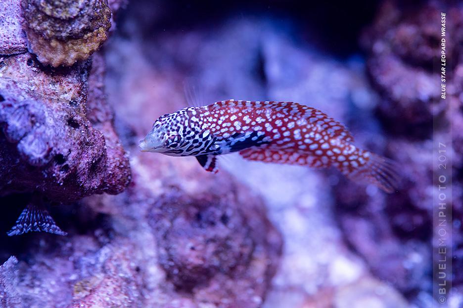 Blue Star Leopard Wrasse