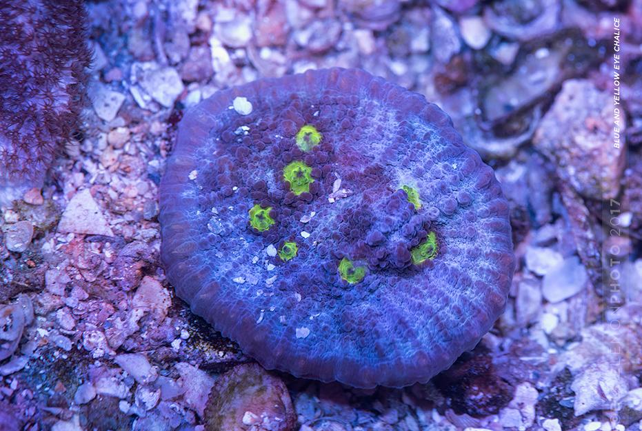 Chalice Coral