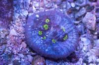 Chalice Coral Thumbnail