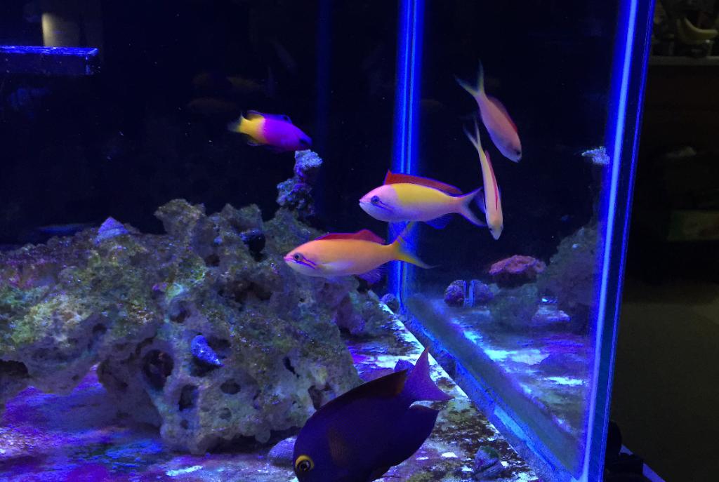 Dispar Anthias