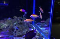 Dispar Anthias Thumbnail