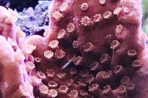 Polyps - Montipora sp. 