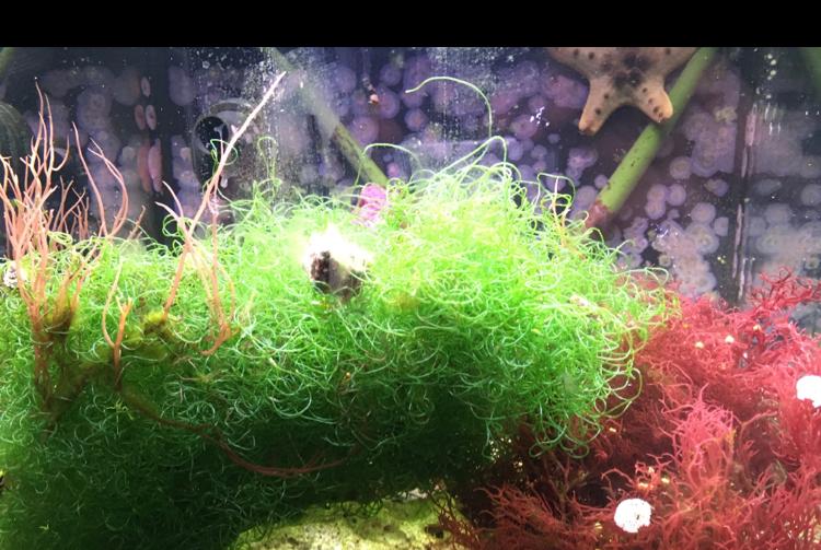 Refugium Display on May 15, 2017