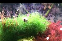 Refugium Display on May 15, 2017