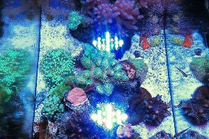 20G Mixed Reef Thumbnail