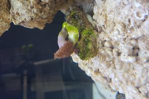 Toadstool Mushroom Leather Coral Thumbnail