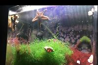 Refugium Display on May 16, 2017