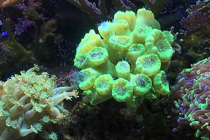 Main Display ~ Mixed Reef on May 16, 2017