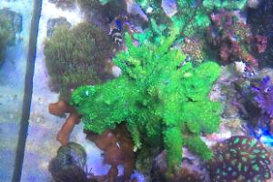 Main Display ~ Mixed Reef on May 16, 2017