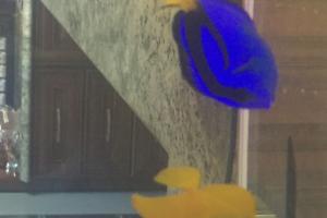 Blue Tang Thumbnail