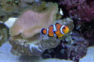 Ocellaris Clownfish