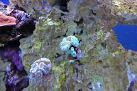 Green Candy Cane Coral Thumbnail