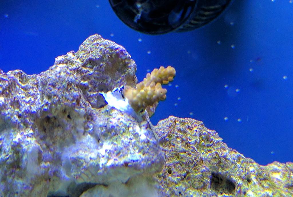 Purple Rain Acropora Coral