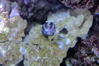 Banded Trochus Snail Thumbnail