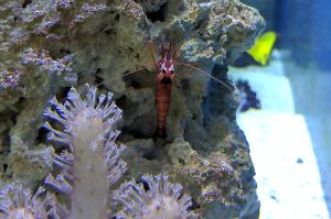 Peppermint Shrimp