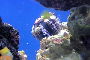 Blue Tuxedo Urchin Thumbnail